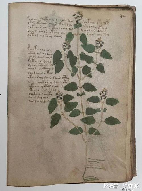 秘密手稿,探寻历史的秘密与智慧